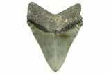 Serrated, Fossil Megalodon Tooth - North Carolina #368045-1
